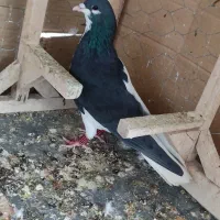 کفتر چپ سیاه نر شقه گرفتنی بدون تو دست ودم