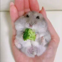 مرکز فروش همستر گونه های مختلف آفر ۵۰٪ همه روزه