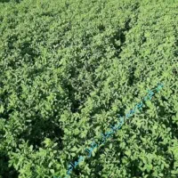 بذر قره یونجه آذربایجان با تناژ 9تن در هکتار|خدمات باغبانی و درختکاری|شیراز, پارک آزادی|دیوار