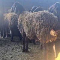 قوچ وبره‌قوچ همو. میش وشیشک همو وهترو|حیوانات مزرعه|کهریزک, |دیوار