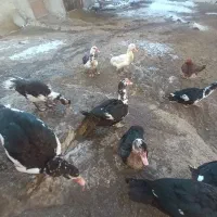 اردک اسرائیلی