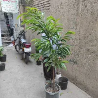 ۲۰ نوع گل  اپارتمانی خاص|گل و گیاه طبیعی|مشهد, رده|دیوار