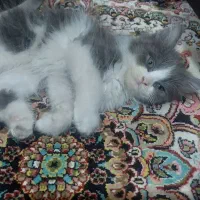 گربه