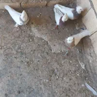کبوتر