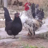 مرغ و خروس زینتی جاپنیز