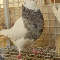 فروش جملگی طوقی