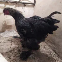 خروس برهما بلک نژاد اصل|حیوانات مزرعه|هشتگرد, خور|دیوار