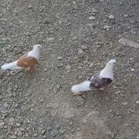 یک جفت پشتی نرو ماده و چهارتا جوجه
