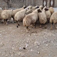 ۲۰ راس میش داشتی جوان شیره دار آبستن (بره قوچ)|حیوانات مزرعه|کرمانشاه, |دیوار