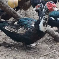 اسراییلی