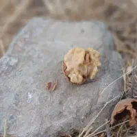 راهنمایی