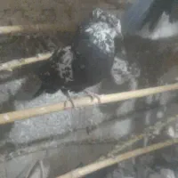 کبوتر در رفتن دیروز|پرنده|ایوان, |دیوار