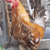 خروس لر جوان