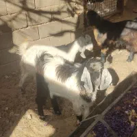 فروش بزغاله نر و ماده