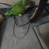 جوجه راهب|پرنده|تهران, جی|دیوار