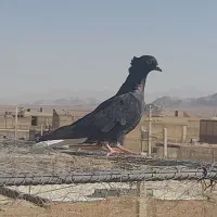 کبوتررنگی|پرنده|آباده, |دیوار