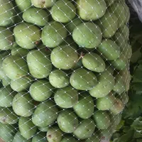 انبه بدون هسته،سپستان،میناب ورودان،ترشی انبه دریزد|خوردنی و آشامیدنی|یزد, |دیوار