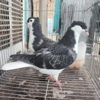کبوتر خوشرنگ سیاه پشت کاکلی