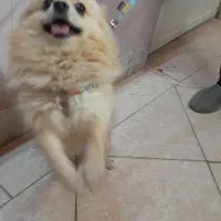 پامر نر یکساله|سگ|شاهین‌شهر, شهرک هشت بهشت|دیوار