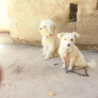 کبوتر