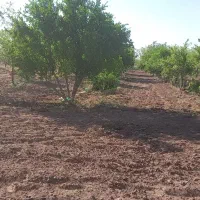 باغ فروشی در فخر آباد تقاب (چاه دوستی ها)