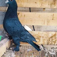 پدر و پسر یک جفت زاغ پر پا|پرنده|کرمان, |دیوار