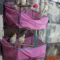 تعدادی مرغ عروس لوتینو