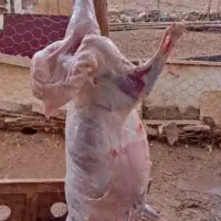 گوشت میش وشیشک