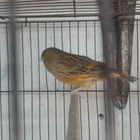 قناری|پرنده|تهران, بهارستان|دیوار