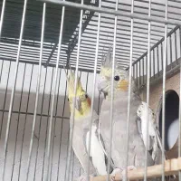 عروس هلندی از صفرتا صد و یک عدد ملنگو|پرنده|فیروزکوه, |دیوار