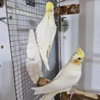عروس هلندی جفت لوتینو ۸ماهه