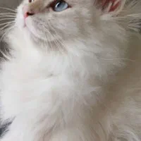 گربه نر با کد خاصBy1233|گربه|رشت, نیکمرام|دیوار