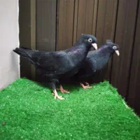 جوجه زاغ ابادانی