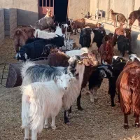 کره نر وماده|حیوانات مزرعه|نیر (یزد), |دیوار