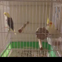 یک جفت عروس هلندی مولد