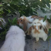 خرگوش لوپ بالغ ماده