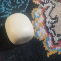 سنگ الماس|جواهرات|بهبهان, |دیوار