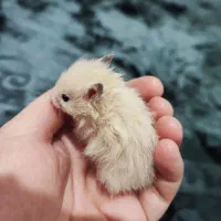 همستر بچه نژاد سوری|موش و خرگوش|قشم, |دیوار