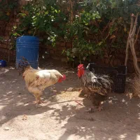 خروس برهما|حیوانات مزرعه|پاکدشت, پاکدشت (مامازند)|دیوار