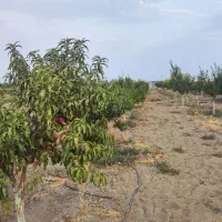 باغ نزدیک خیابان اصلی