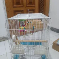 قفس فروشی