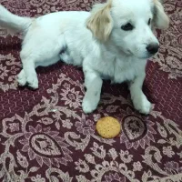 سگ پامر نر|سگ|کرمان, |دیوار