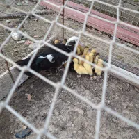 جوجه اردک اسرائیلی