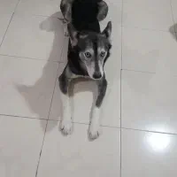 سگ گمشده