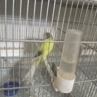 قناری رسمی بلند|پرنده|پاکدشت, پاکدشت (مامازند)|دیوار