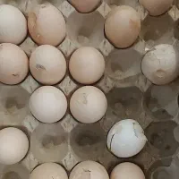تخم مرغ محلی دوزرده شکسته