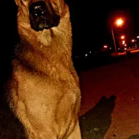 سگ نگهبان تربیت شده . ژرمن|سگ|خور (اصفهان), |دیوار