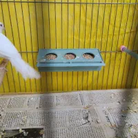 قناری نر ریز خون|پرنده|تفت, |دیوار