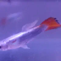 ماهی گوپی وایت رد تِیل