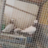 کبوتر فروشی|پرنده|کاخک, |دیوار